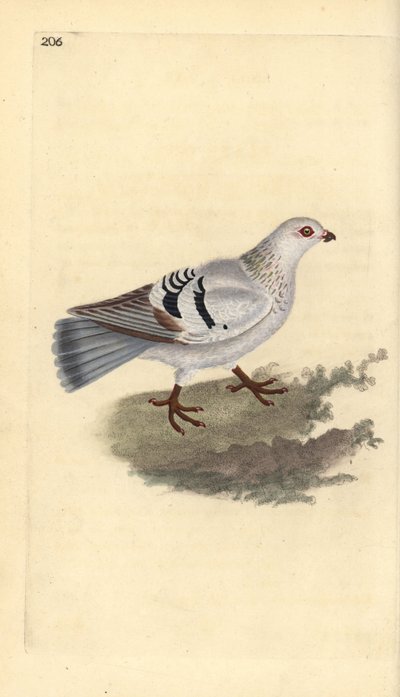 Pigeon domestique, Columba livia domestica - Edward Donovan