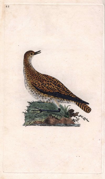 Pluvier doré, Pluvialis apricaria - Edward Donovan