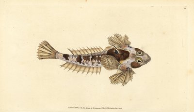 Callionyme lyre (Callionymus dracunculus) - Edward Donovan