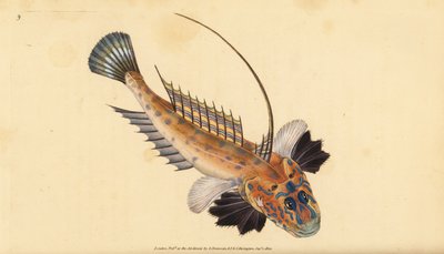 Callionyme lyre, Callionymus lyra - Edward Donovan