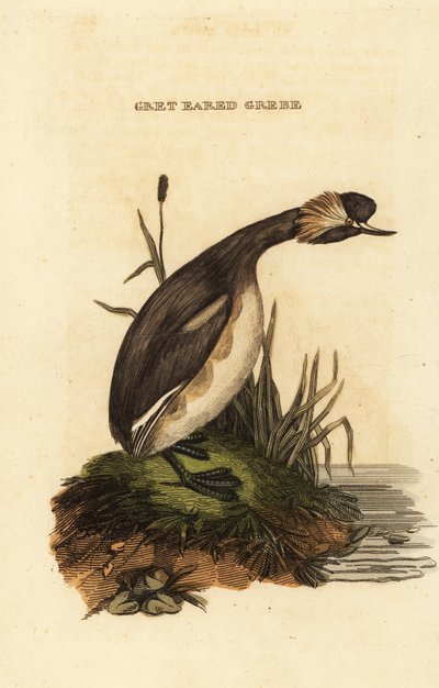 Grèbe esclavon adulte, Podiceps auritus - Edward Donovan