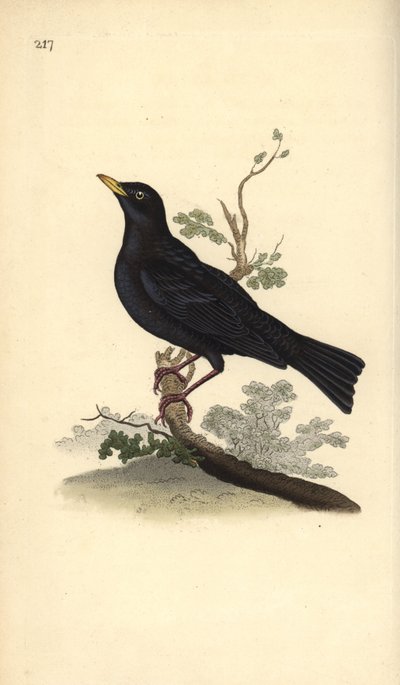 Merle noir, Turdus merula - Edward Donovan