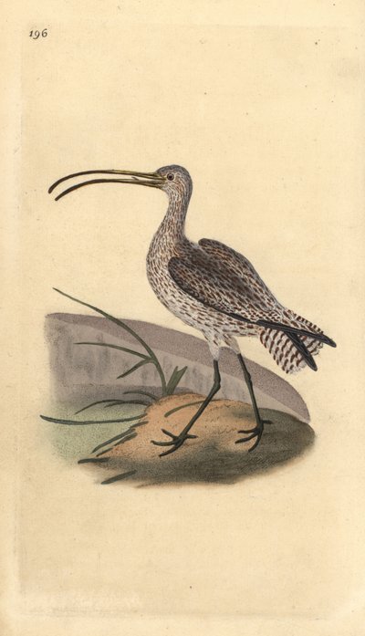 Courlis cendré, Numenius arquata - Edward Donovan