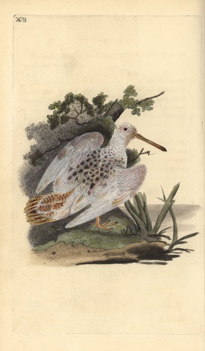 Bécasse des bois, Scolopax rusticola - Edward Donovan