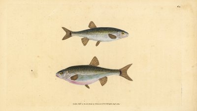 Vairon, Phoxinus phoxinus. Gravure à la main par Edward Donovan de son "Histoire naturelle des poissons britanniques" - Edward Donovan