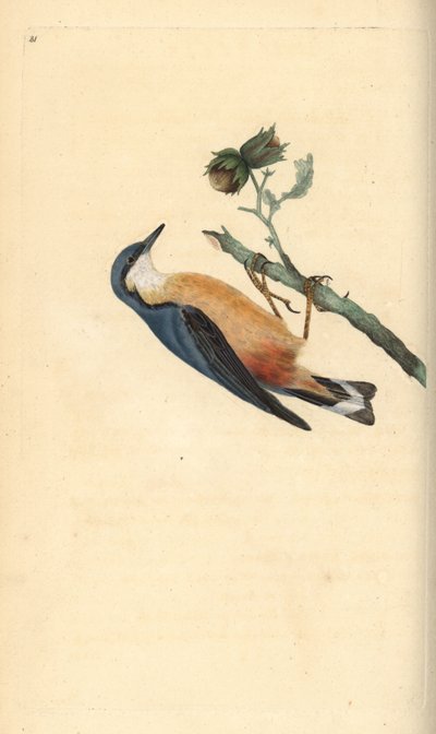 Sittelle torchepot, Sitta europaea, sur un noisetier, Corylus avellana - Edward Donovan