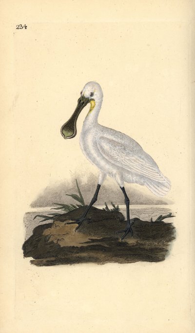 Spatule blanche, Platalea leucorodia. Gravure à la main en cuivre dessinée et gravée par Edward Donovan de son propre Histoire naturelle des oiseaux britanniques, Londres - Edward Donovan