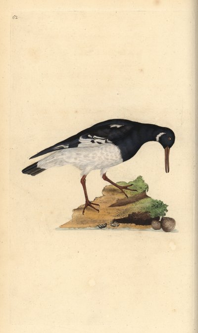 Huîtrier pie, Haematopus ostralegus - Edward Donovan