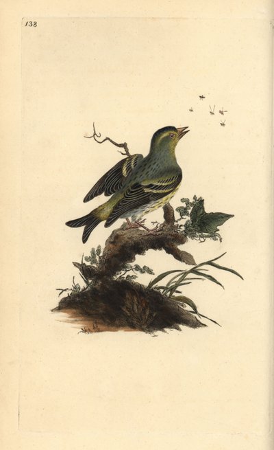 Tarin des aulnes, Carduelis spinus - Edward Donovan