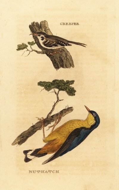 Grimpereau des bois, Certhia familiaris, et sittelle torchepot, Sitta europaea - Edward Donovan