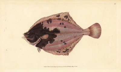 Plie européenne, Platichthys flesus. Gravure à la main en cuivre dessinée et gravée par Edward Donovan de son Histoire naturelle des poissons britanniques, Donovan et F.C. et J. Rivington, Londres - Edward Donovan