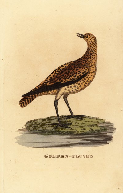 Pluvier doré européen, Pluvialis apricaria - Edward Donovan
