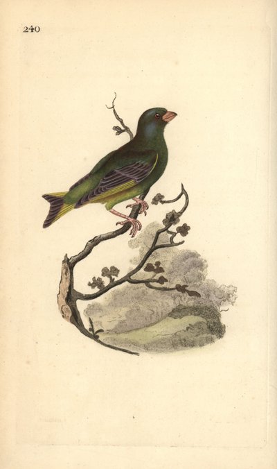 Verdier d