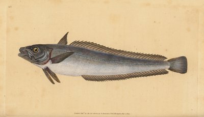 Merlu européen, Merluccius merluccius - Edward Donovan