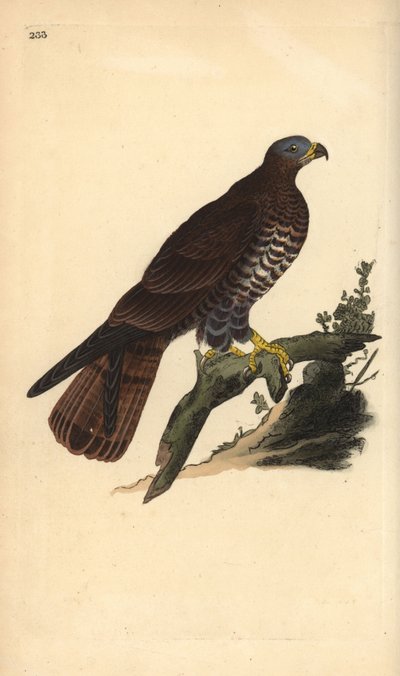 Bondrée apivore, Pernis apivorus. Gravure à la main en cuivre dessinée et gravée par Edward Donovan de son propre "Histoire naturelle des oiseaux britanniques," Londres - Edward Donovan