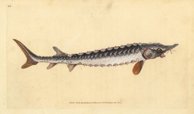 Esturgeon européen ou commun. Gravure à la main par Edward Donovan de son Histoire naturelle des poissons britanniques - Edward Donovan