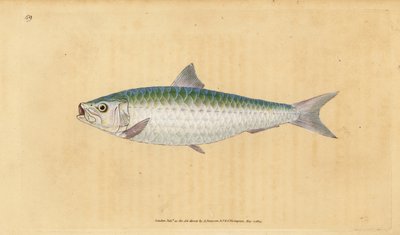Sardine européenne, Sardina pilchardus - Edward Donovan