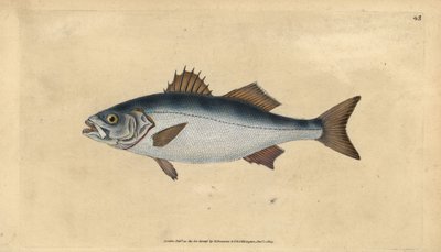 Bar européen, Dicentrarchus labrax (Basse, Perca labrax). Gravure à la main en cuivre dessinée et gravée par Edward Donovan de son Histoire naturelle des poissons britanniques, Donovan et F.C. et J. Rivington, Londres - Edward Donovan