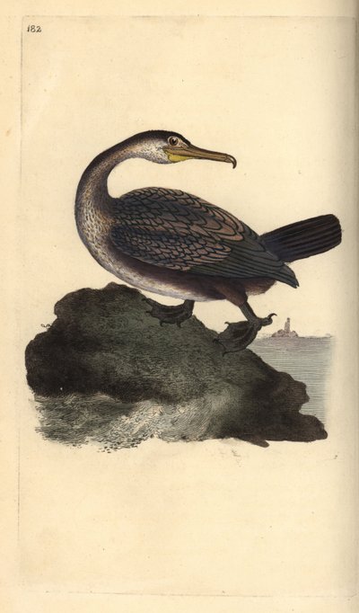 Cormoran huppé, Phalacrocorax aristotelis - Edward Donovan