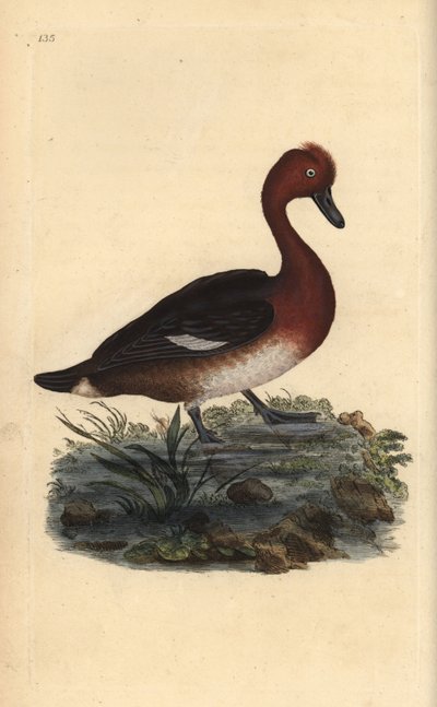 Fuligule nyroca, Aythya nyroca - Edward Donovan