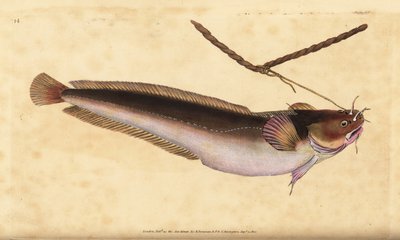 Motelle à cinq barbillons, Ciliata mustela - Edward Donovan