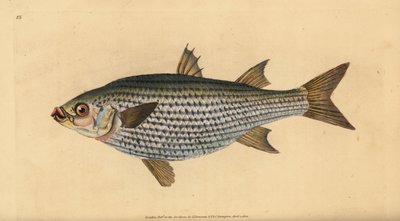 Mulet cabot, Mugil cephalus - Edward Donovan