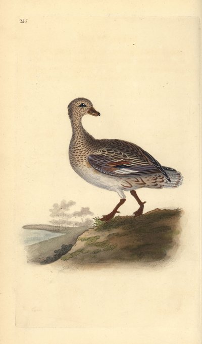 Canard chipeau (femelle), Anas strepera. Gravure à la main en cuivre dessinée et gravée par Edward Donovan de son propre « Histoire naturelle des oiseaux britanniques », Londres - Edward Donovan