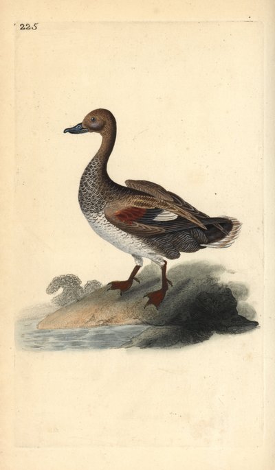 Canard chipeau (mâle), Anas strepera. Gravure sur cuivre colorée à la main tirée de l