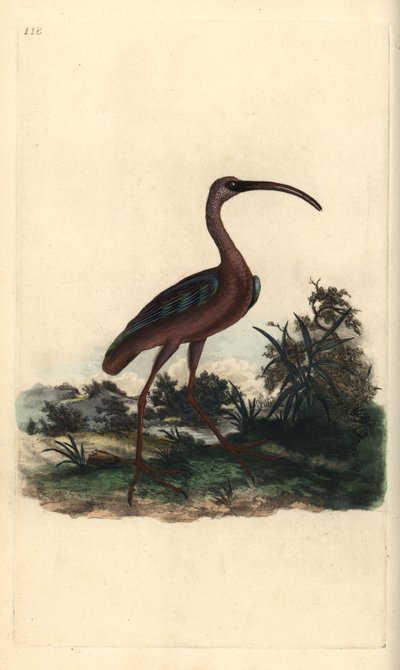 Ibis falcinelle, Plegadis falcinellus - Edward Donovan