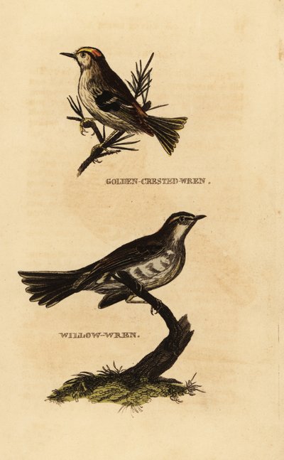 Roitelet huppé, Regulus regulus, et pouillot fitis, Phylloscopus trochilus - Edward Donovan