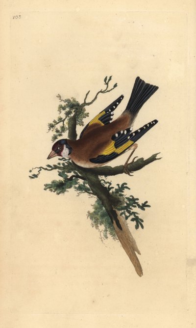 Chardonneret élégant, Carduelis carduelis. Gravure à la main en cuivre dessinée et gravée par Edward Donovan de son propre "Histoire naturelle des oiseaux britanniques," Londres - Edward Donovan