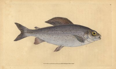 Ombre, Thymallus thymallus - Edward Donovan
