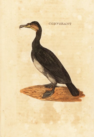 Grand cormoran, Phalacrocorax carbo - Edward Donovan