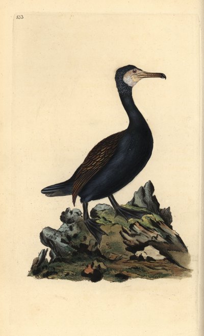 Grand cormoran, Phalacrocorax carbo. Gravure à la main en cuivre dessinée et gravée par Edward Donovan de son Histoire naturelle des oiseaux britanniques (1794-1819). Edward Donovan (1768-1837) était un zoologiste amateur anglo-irlandais, écrivain, artiste - Edward Donovan
