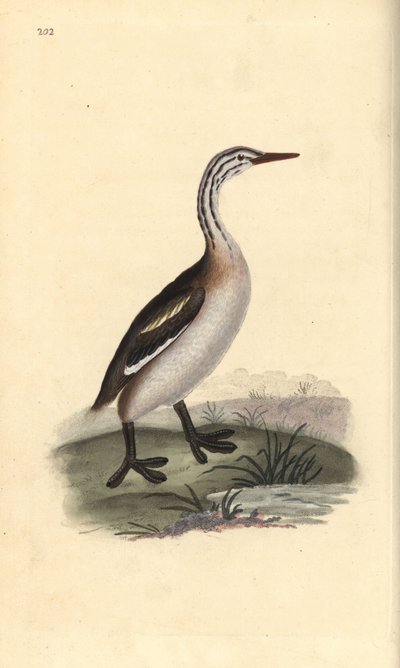 Grèbe huppé, Podiceps cristatus - Edward Donovan