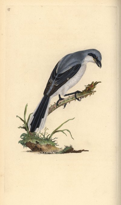 Pie-grièche grise, Lanius excubitor - Edward Donovan