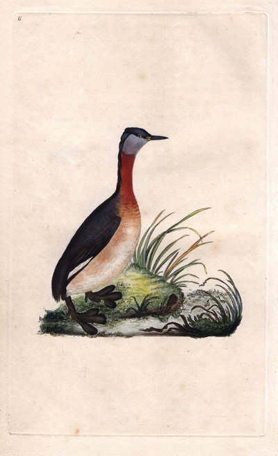 Grèbe joyeux. Podiceps grisegena (Podiceps ruficollis) - Edward Donovan