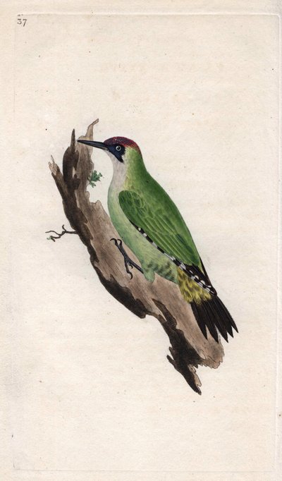 Pic vert, Picus viridis - Edward Donovan
