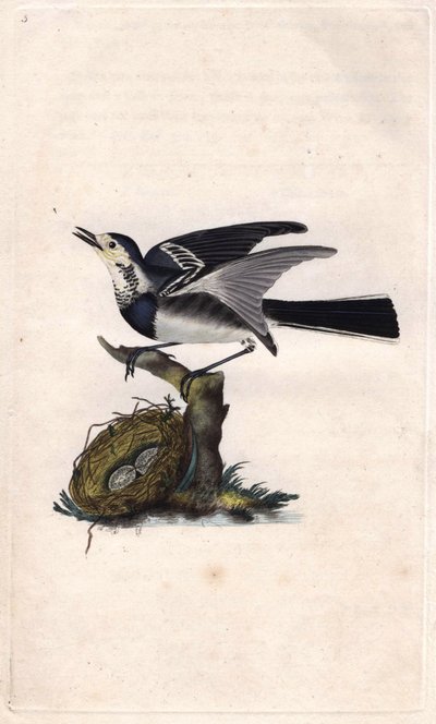 Bergeronnette grise. Gravure sur cuivre par Edward Donovan, publiée dans Histoire naturelle des oiseaux britanniques - Edward Donovan
