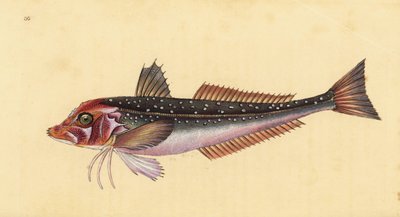 Grondin gris, Eutrigla gurnardus (Trigla gurnardus). Gravure à la main en cuivre dessinée et gravée par Edward Donovan de son Histoire naturelle des poissons britanniques, Donovan et F.C. et J. Rivington, Londres - Edward Donovan