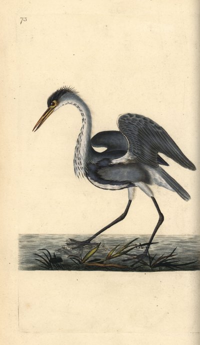 Héron cendré. Ardea cinerea. Gravure à la main par Edward Donovan de son "Histoire naturelle des oiseaux britanniques" - Edward Donovan