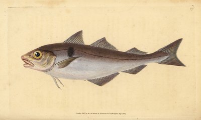 Églefin, Melanogrammus aeglefinus. Gravure à la main par Edward Donovan de son "Histoire naturelle des poissons britanniques" - Edward Donovan