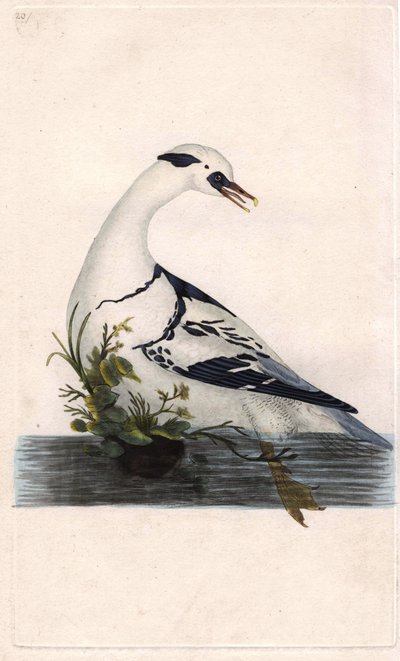 Harle piette, Mergus albellus - Edward Donovan