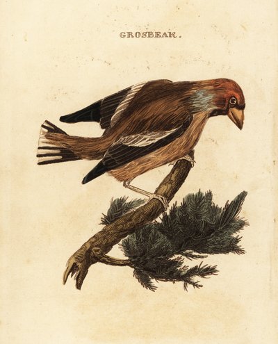 Gros-bec casse-noyaux, Coccothraustes coccothraustes - Edward Donovan
