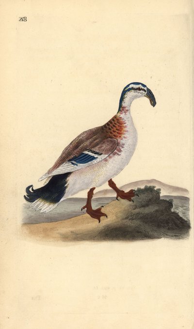 Canard à bec crochu, Anas platyrhynchos - Edward Donovan