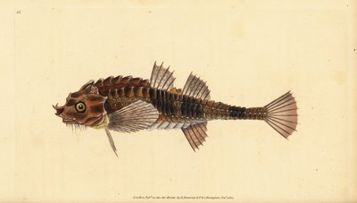 Agone, Agonus cataphractus (Pogge ou chabot armé, Cottus cataphractus). Gravure à la main en cuivre dessinée et gravée par Edward Donovan de son Histoire naturelle des poissons britanniques, Donovan et F.C. et J. Rivington, Londres - Edward Donovan