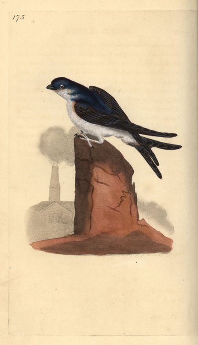 Hirondelle de fenêtre, Delichon urbicum, perchée au sommet d
