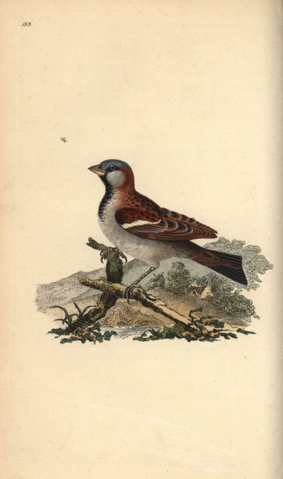 Moineau domestique, Pour domesticus - Edward Donovan