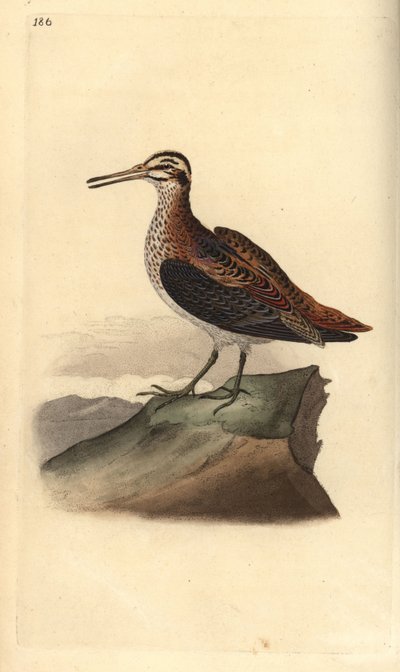 Bécassine sourde, Lymnocryptes minimus - Edward Donovan
