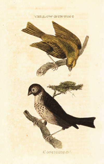 Bruant jaune japonais, Emberiza sulphurata, et Bruant proyer, Emberiza calandra - Edward Donovan